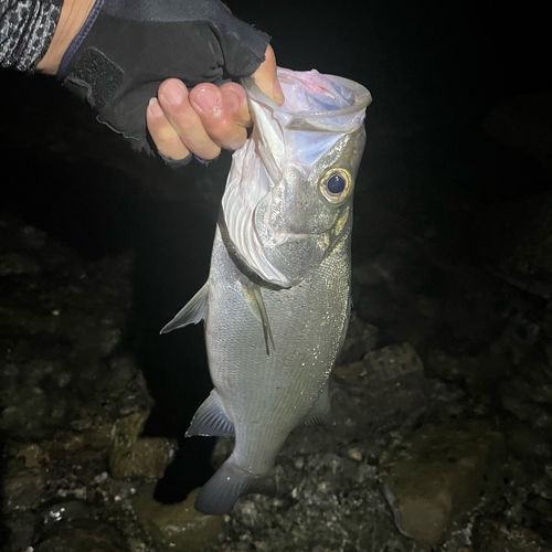 フッコ（ヒラスズキ）の釣果