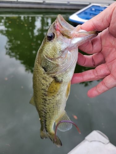 ラージマウスバスの釣果