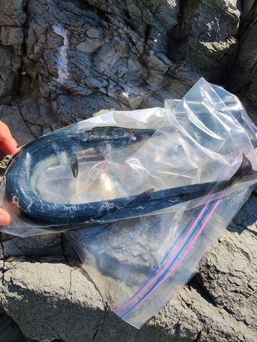 ダツの釣果
