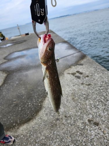 エソの釣果