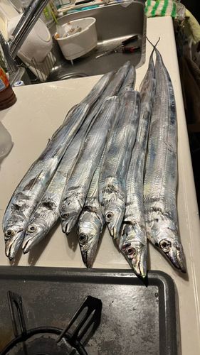タチウオの釣果