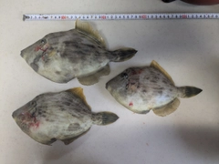 カワハギの釣果