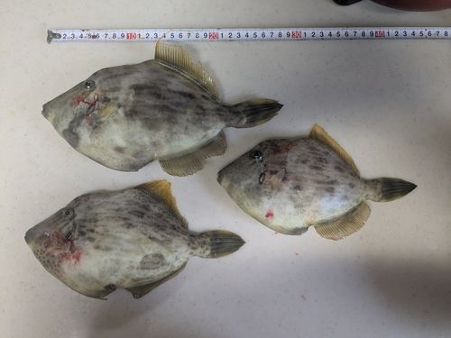 カワハギの釣果