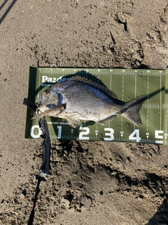 キビレの釣果