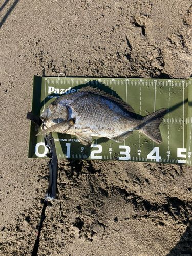 キビレの釣果