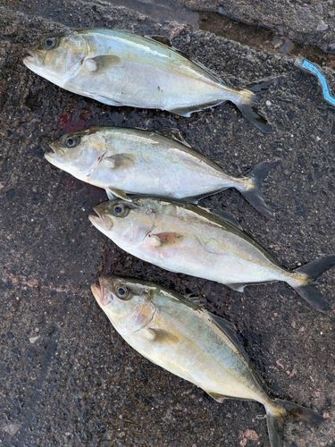 ネリゴの釣果