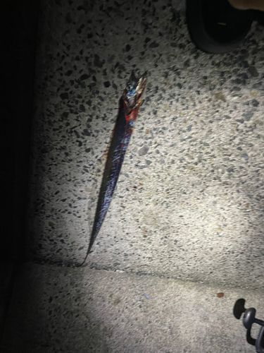タチウオの釣果