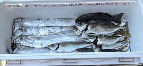 タチウオの釣果