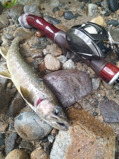 イワナの釣果