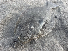 ソゲの釣果
