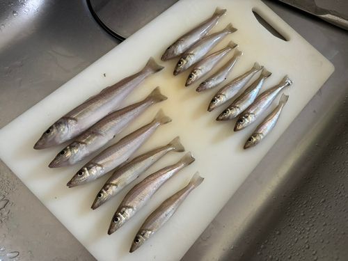 キスの釣果