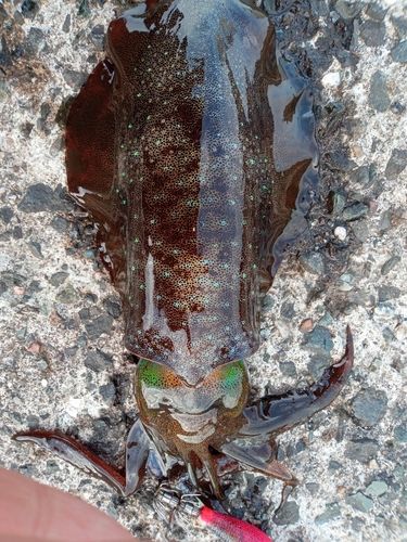 アオリイカの釣果