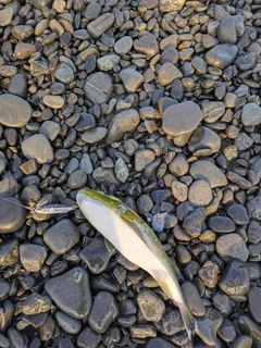 シロサバフグの釣果