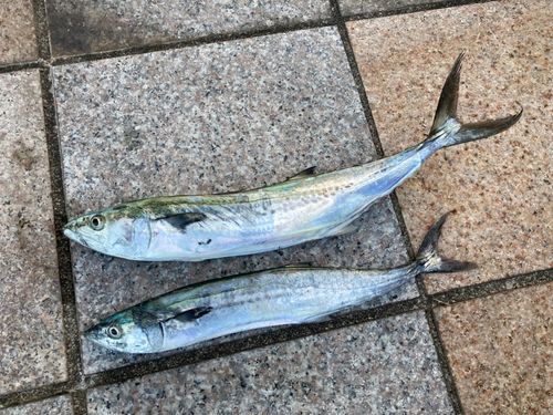 サゴシの釣果