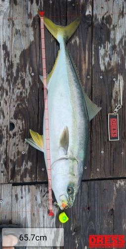 ワラサの釣果