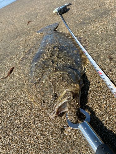 ヒラメの釣果