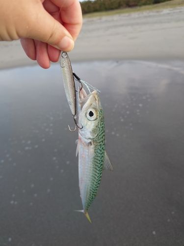 中田島サーフ