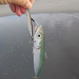サバ