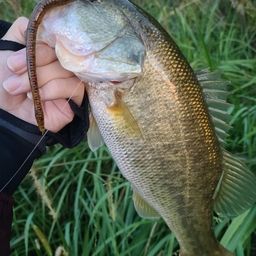 ラージマウスバス