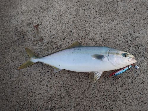 フクラギの釣果