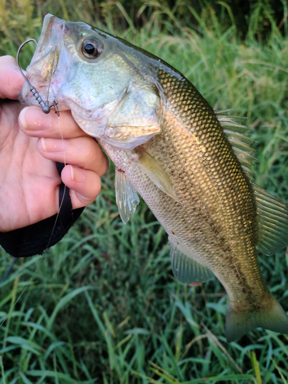 ラージマウスバス