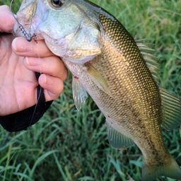 ラージマウスバス