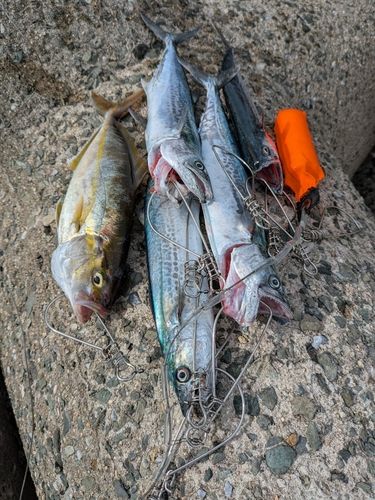 サゴシの釣果