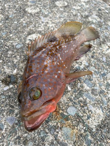 アコウの釣果