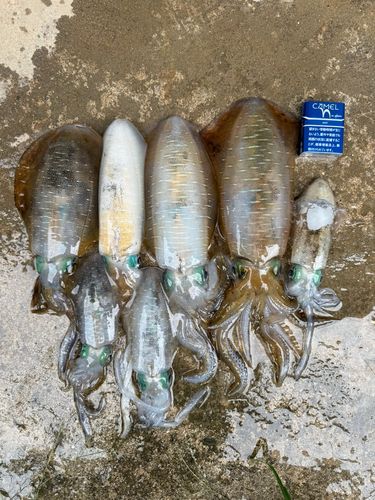 アオリイカの釣果