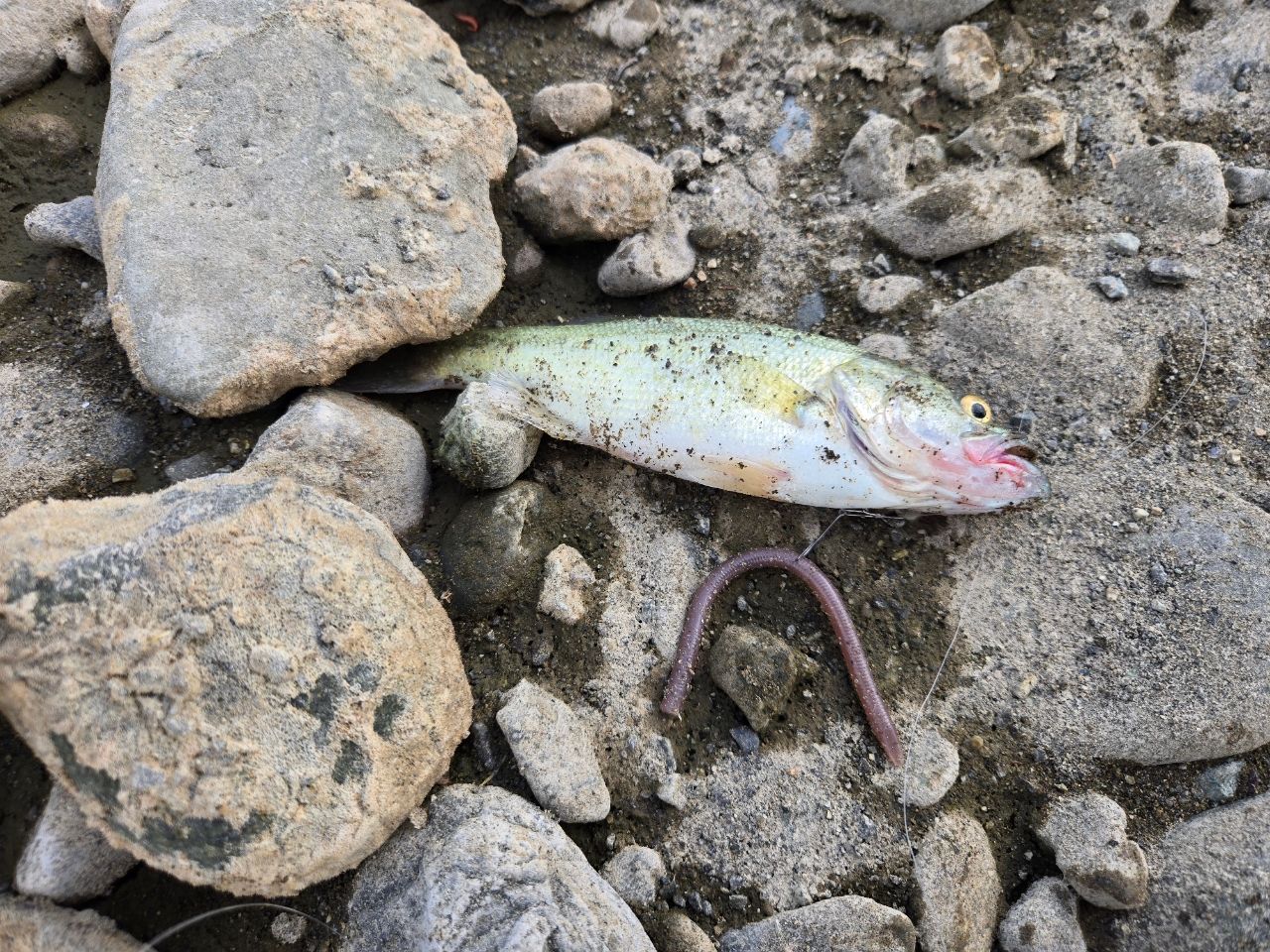 ラージマウスバス