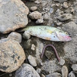 ラージマウスバス