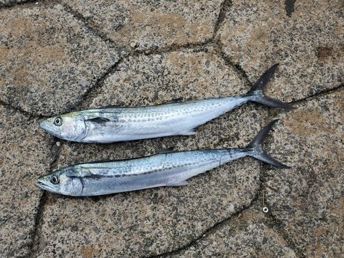 サゴシの釣果