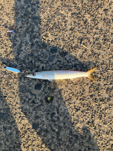 カマスの釣果