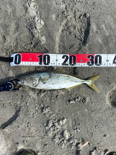ワカシの釣果