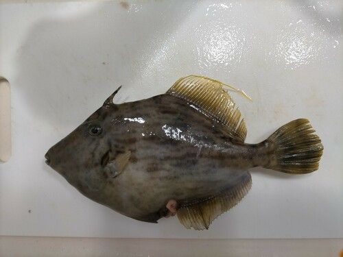 カワハギの釣果