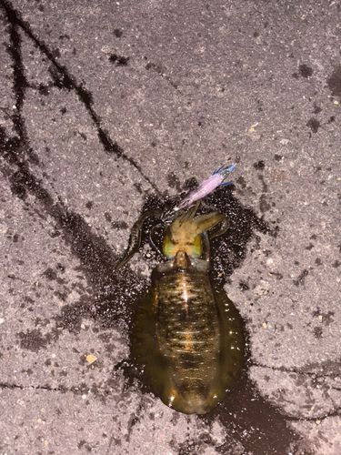 アオリイカの釣果