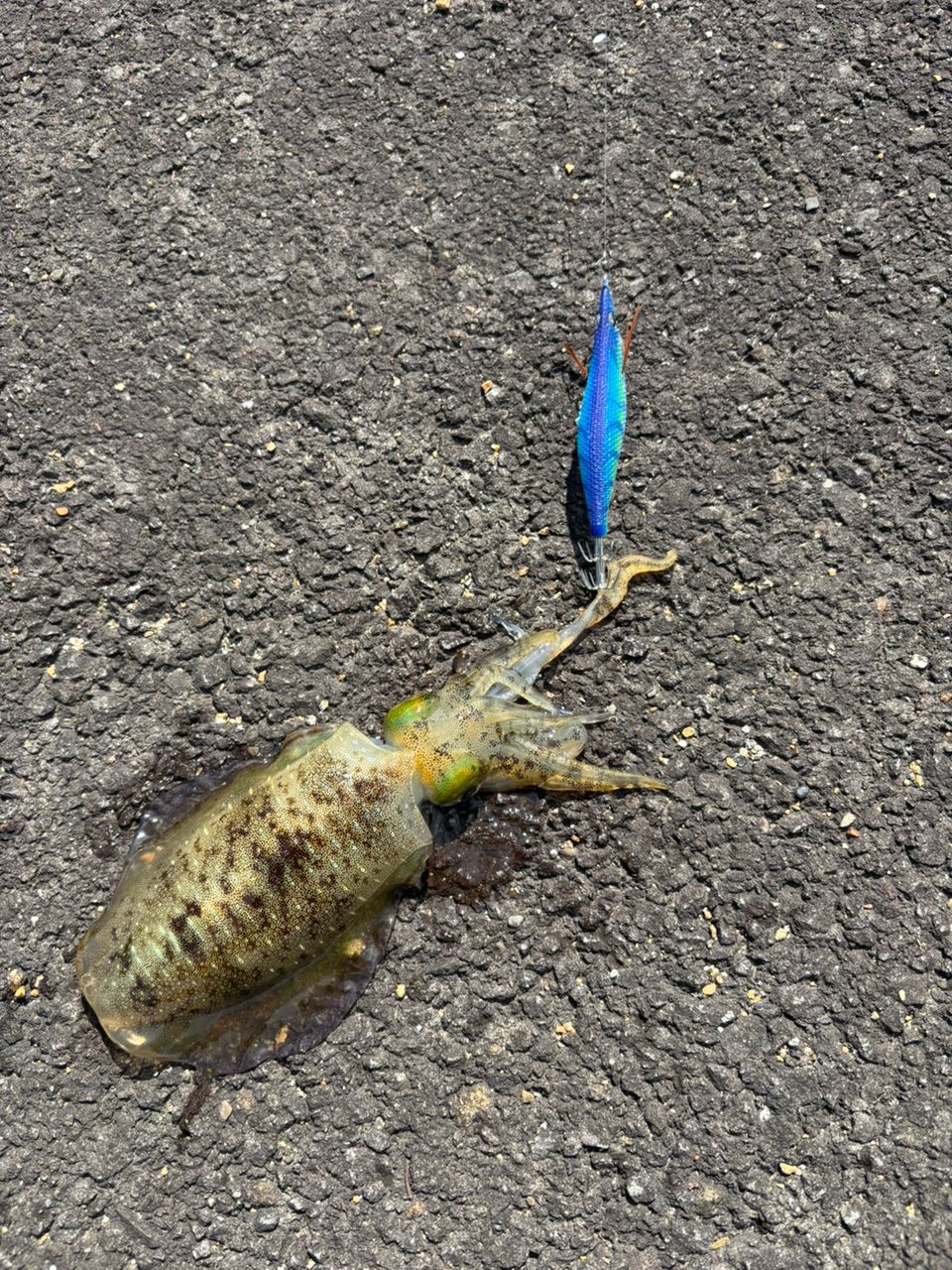 アオリイカ