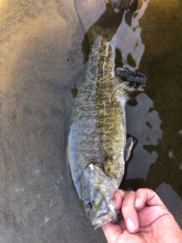スモールマウスバスの釣果
