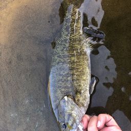 スモールマウスバス