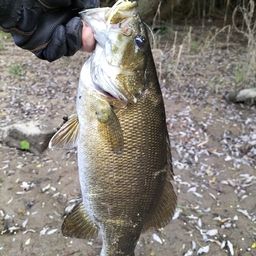 スモールマウスバス