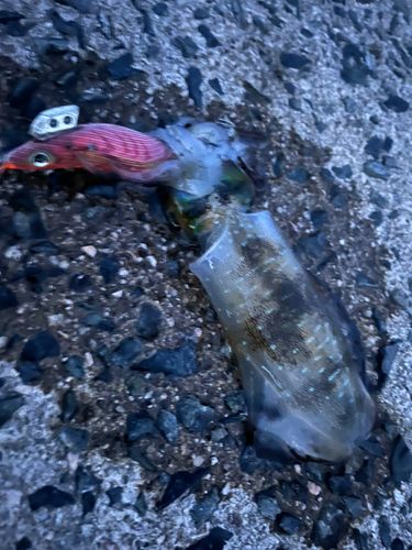 アオリイカの釣果