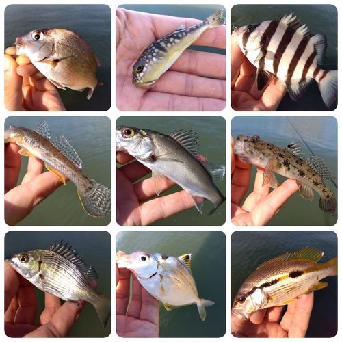 ハゼの釣果