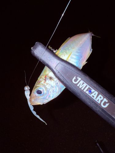 マアジの釣果
