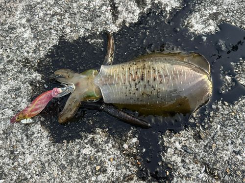 アオリイカの釣果
