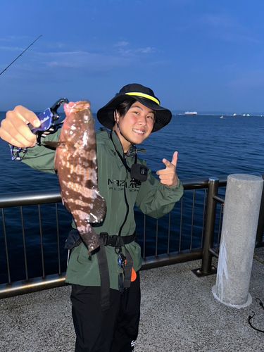 キジハタの釣果