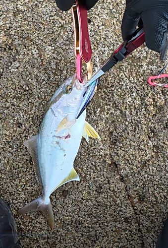 ネリゴの釣果