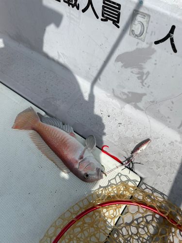 シロアマダイの釣果