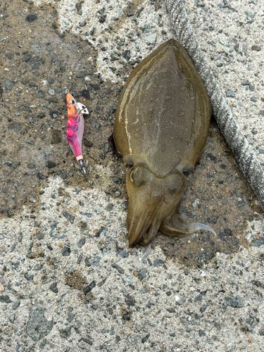 コウイカの釣果