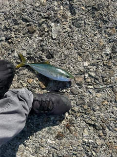 コゾクラの釣果