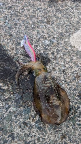 若狭湾